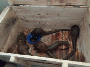 Customs bust wildlife trafficking ring, rescue five pangolins in Bauchi